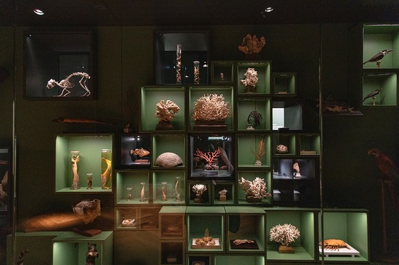 Les premiers espaces du Musée zoologique se dévoilent