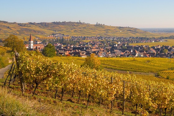 Cancer du sein : les tumeurs d'un millier de femmes passées au crible