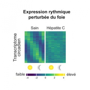 Perturbation de l'horloge interne du foie : un facteur clé dans le risque de cancer du foie lié à l'hépatite C