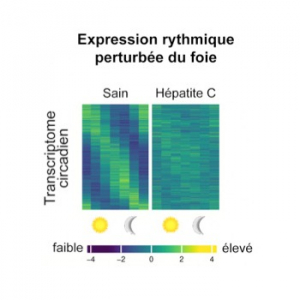 Perturbation de l'horloge interne du foie : un facteur clé dans le risque de cancer du foie lié à l'hépatite C