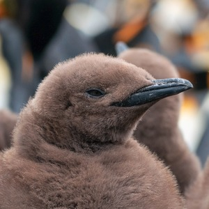 Podcast | Poussins manchots, un développement différent en fonction de leur zone d’habitation