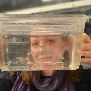 Podcast | Les œufs de poisson zèbre au service des enfants autistes