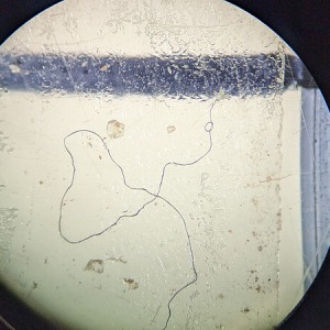 Détecter la présence de microplastiques sur le campus