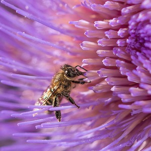 Podcast | Conscience des insectes, où en est-on ?