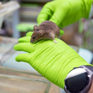 Un comité au service de la recherche sur les animaux