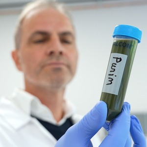 Valoriser des plantes polluées de stations d'épuration en purin