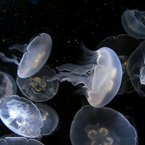 Podcast | Connaissons-nous vraiment mieux l’Espace que les fonds marins ?