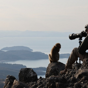 Sur les traces des traditions culturelles des singes japonais