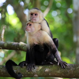  Les primates ancestraux vivaient en paires