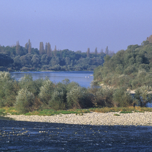 Avec le Plan Rhin vivant, « épauler les gestionnaires au service de la santé du fleuve »