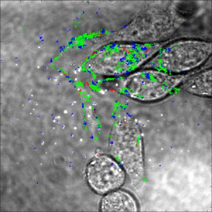 Les nanoparticules à conversion ascendante, des outils efficaces pour explorer le monde du vivant